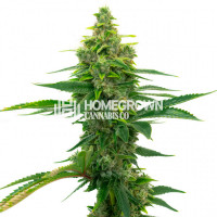 Wombat Feminized Cannabis Seeds