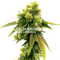 CBD Sour Lemon Feminized Cannabis Seeds