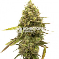 Kyle's Cherry AK Feminized Cannabis Seeds