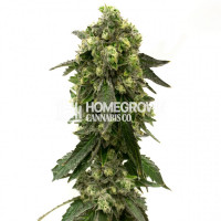 Fresh Cookies Feminized Cannabis Seeds