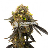 Bruce Banner Fast Version Cannabis Seeds