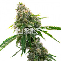 Mexican Haze Feminized Cannabis Seeds