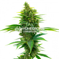 Narkosis Feminized Cannabis Seeds