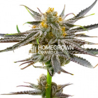 Blood Diamond OG Feminized Cannabis Seeds