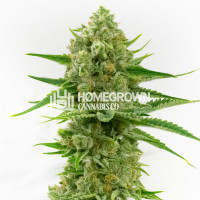 Oregon Underdawg Feminized Cannabis Seeds