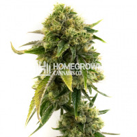 Alien Gorilla Glue Feminized Cannabis Seeds