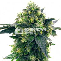 Blue Widow Feminized Cannabis Seeds