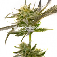 Blue Fruit Autoflower Cannabis Seeds