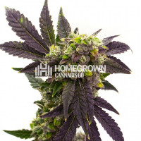 Electric Blue Auto Cannabis Seeds