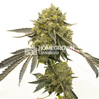 Critical + Feminized Cannabis Seeds