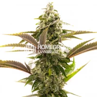 Jack Herer Autoflower Cannabis Seeds