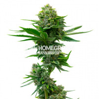 Santa Muerte Feminized Cannabis Seeds