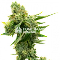 White Russian Feminized Cannabis Seeds