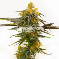 Bubba's Gift Feminized Cannabis Seeds