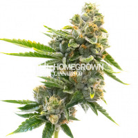 Northern Critical Feminized Cannabis Seeds