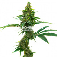 CBD Mamba Negra Autoflower Cannabis Seeds