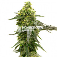 South African Feminized Cannabis Seeds