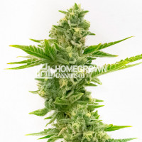 Cloudberry Feminized Cannabis Seeds