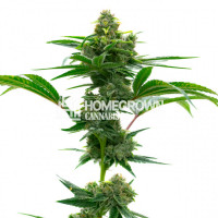 Mamba Negra Feminized Cannabis Seeds