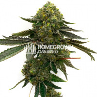 Strawberry Feminized Cannabis Seeds