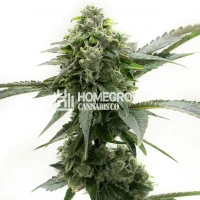 Critical Kush Feminized Cannabis Seeds