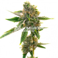 White Rhino Feminized Cannabis Seeds