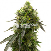 Blue Amnesia Autoflower Cannabis Seeds