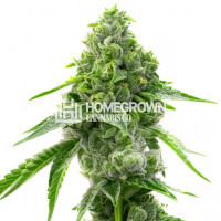 OG Kush Fast Version Cannabis Seeds