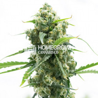 Lemon Diesel Feminized Cannabis Seeds