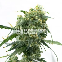 Widowmaker Fast Version Cannabis Seeds