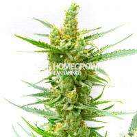 Lemon OG Feminized Cannabis Seeds