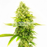 Phantom Menace Feminized Cannabis Seeds