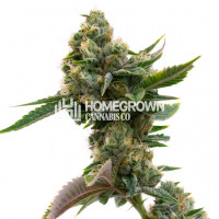 Pure Indica Feminized Cannabis Seeds