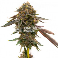 Mango Smoothie Feminized Cannabis Seeds