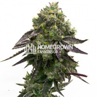 Blue Quartz Feminized Cannabis Seeds