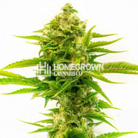 Skywalker Feminized Cannabis Seeds