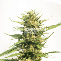 Big Bud Autoflower Cannabis Seeds