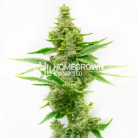 Critical Autoflower Cannabis Seeds