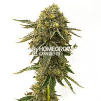 Bubba Kush Feminized Cannabis Seeds