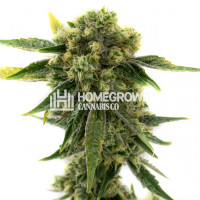 Amnesia Feminized Cannabis Seeds