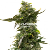 Devil XXL Autoflower Cannabis Seeds