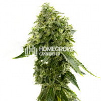 Critical Widow Feminized Cannabis Seeds