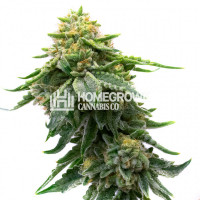 Kosher Kush Feminized Cannabis Seeds