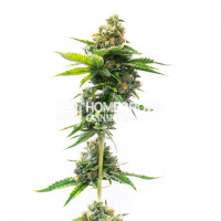 Deelite Auto Cannabis Seeds