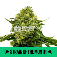 Stinking Bishop Feminized Cannabis Seeds