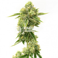 Amnesia Autoflower Cannabis Seeds