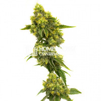 CBD Jack Herer Feminized Cannabis Seeds