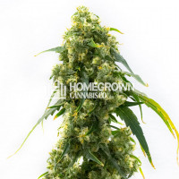 Powerplant Fast Version Cannabis Seeds