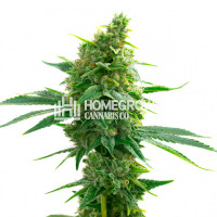 Original Clon Feminized Cannabis Seeds