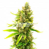 Tangerine Queen Feminized Cannabis Seeds